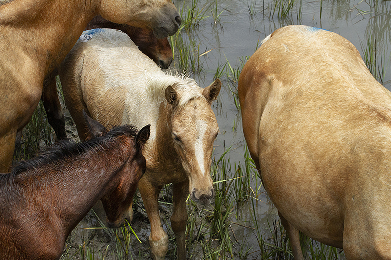 Chincoteague Wild Ponies : Richard Moore : Photographer : Photojournalist